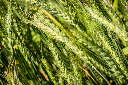 Summer Wheat - Triticum Aestivum - Poaceae