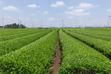 茶畑（埼玉県狭山丘陵）