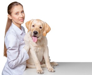 Vet, Veterinary Medicine, Dog.