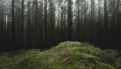 natural green forest background