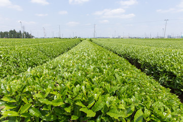 茶畑（埼玉県狭山丘陵）