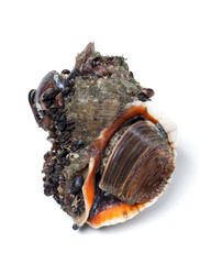 Veined rapa whelk on white background