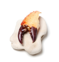 Сlaw from crab on stone