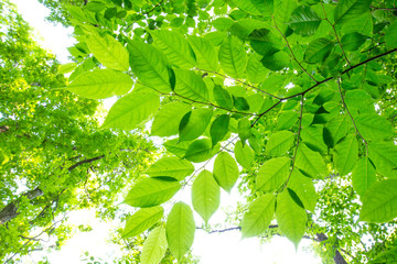 新緑の葉っぱ