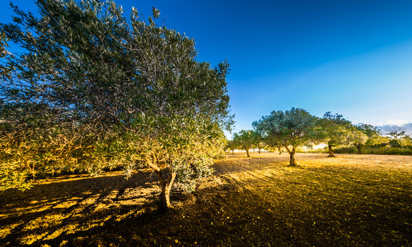 oliveto al tramonto