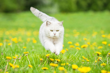 White british shorthair cat jumping on the field with dandelions