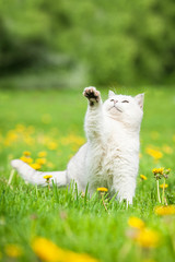 Naklejka premium White british shorthair cat playing outdoors