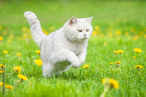 котенок одуванчик трава kitten dandelion grass скачать