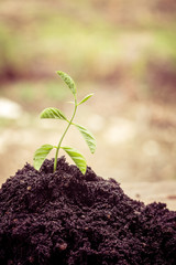 Young plant  with filter effect retro vintage style