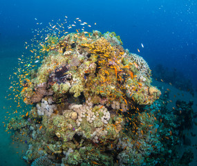 Lionfish