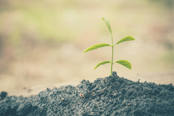 Young plant  with filter effect retro vintage style