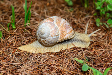 Chiocciola -  Helix Pomatia 