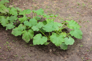 growth zucchini