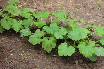 growth zucchini