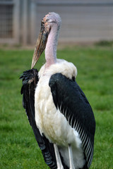 Marabu
