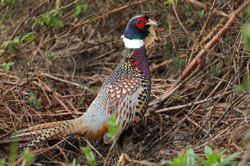 Male Ring-necked Pheasant, Canada