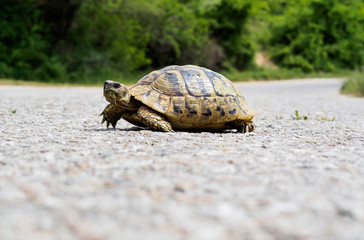 Turtle on asphalt road.