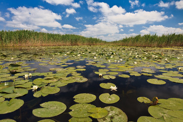 Danube Delta, Romania