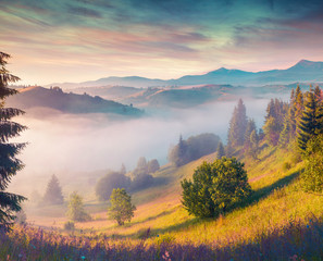 Colorful summer morning in the Carpathian mountains.