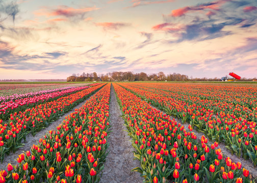 Colorful spring sunrise on the tulip farm near the Espel village