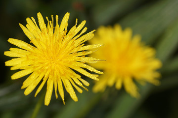 Field Sow Thistle