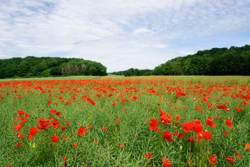 Tuinposter Endless poppy field in central France © omnesolum