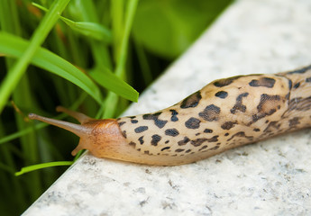Slug on the stone