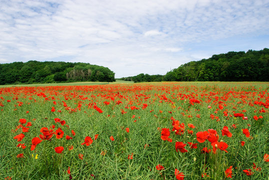 Endless poppy field in central France