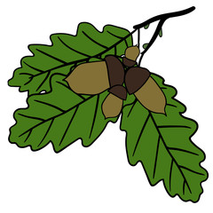 Oak leaves and acorns - autumn nature