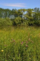 Wildblumenwiese am Ufer eines Teichs mit B&auml;umen im Sommer