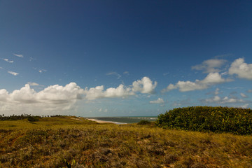 spiaggia tropicale con palmeto