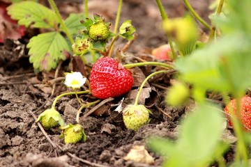 Клубника на грядке
