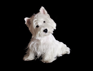 West Highland White terrier