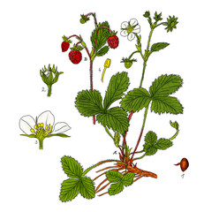 Fragaria - Erdbeere,