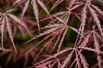 acero rosso