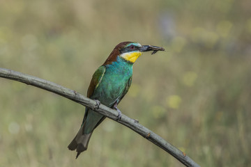 european bee-eater