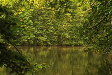 Fototapeta premium Evening on the forest lake