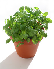 Basil in a decorative pot