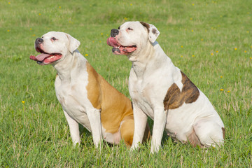  two American bulldogs