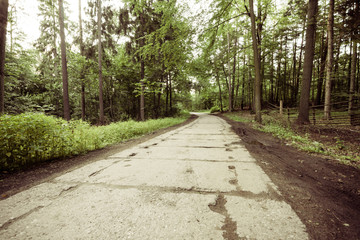 country road in the forest.