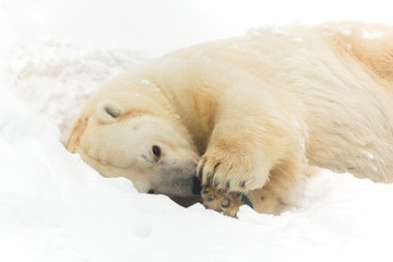Fototapeta na wymiar Polar bear on the snow
