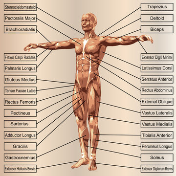 3D human male anatomy with muscles and text