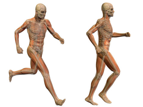 3D human man anatomy isolated