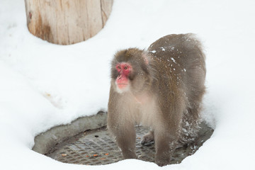 winter snow monkey