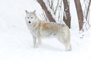 wolf winter on nature