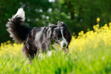 Border Collie 