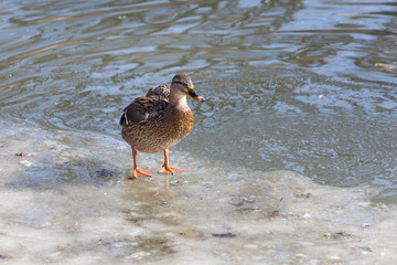 Ducks in a pond in park