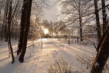 Golden Sun Rays in the Snow