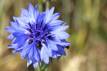 Cornflower