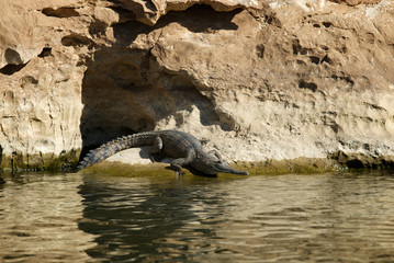 Obraz premium A freshwater crocodile rests on the shore in Geikie Gorge National Park, Western Australia